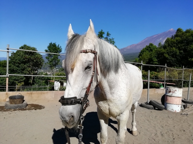 Uno de los caballos blancos