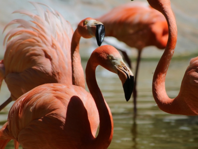  Observez les flamants roses dans notre parc 