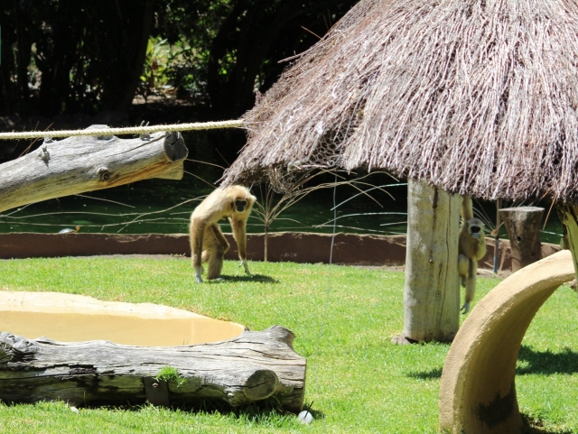  Singes en plein air 