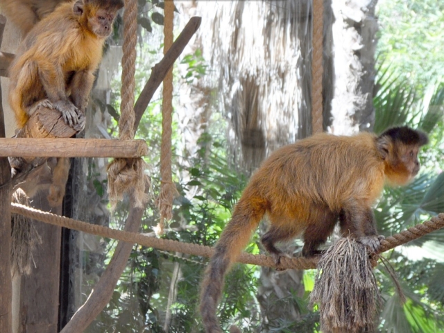  Couple de primates dans le parc de Maspalomas 