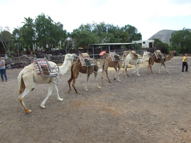 Camellos preparados para el paseo