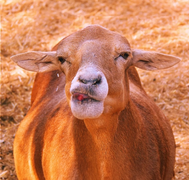  Ziege von unserem Bauernhof 