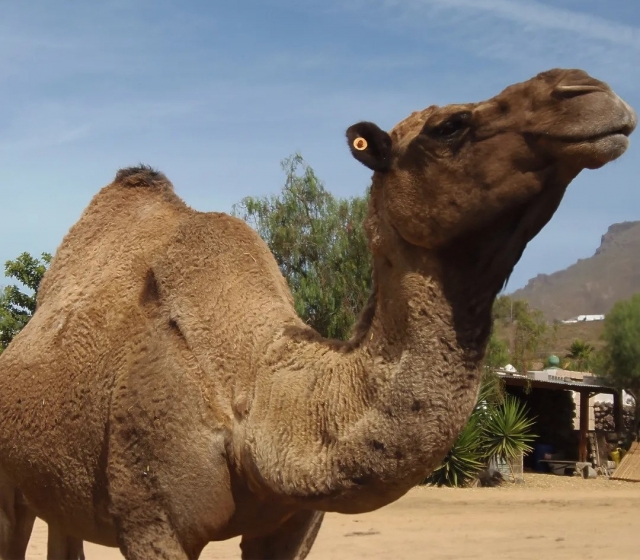  Kamele auf Teneriffa 