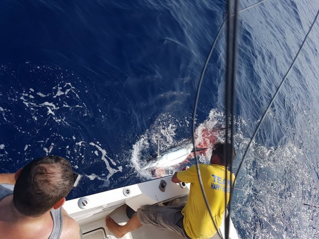  em plena captura no mar de Tenerife 