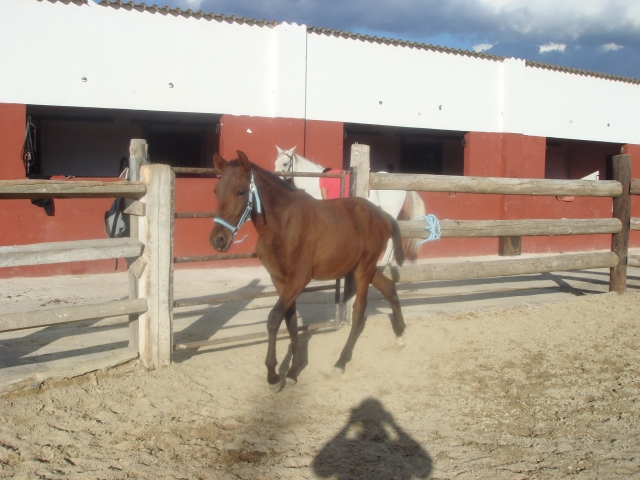 Pista para practicas de doma