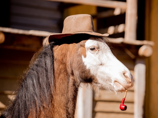  Horse with hat 