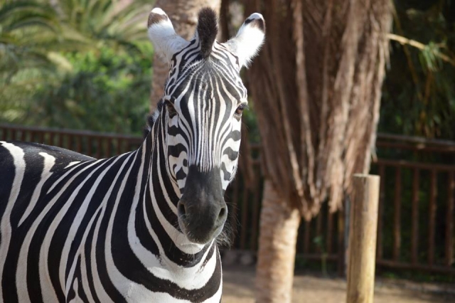  Zebras e outros animais 