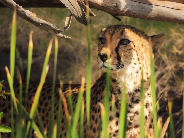  Visita ao zoológico de Fuerteventura