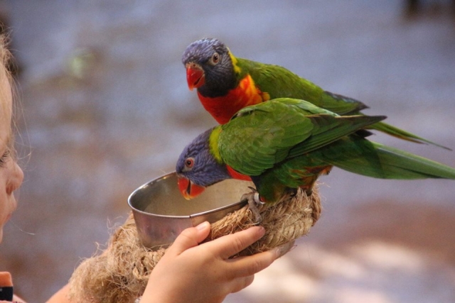  Experiências com animais no zoológico 