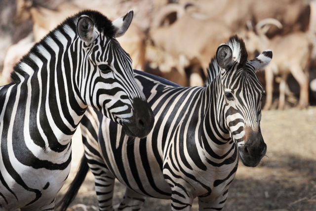  Dia no zoológico de Fuerteventura 