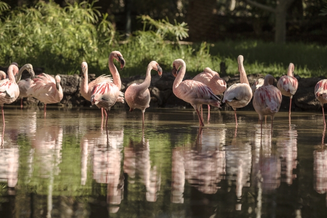  Visita ao zoológico vendo flamingos 