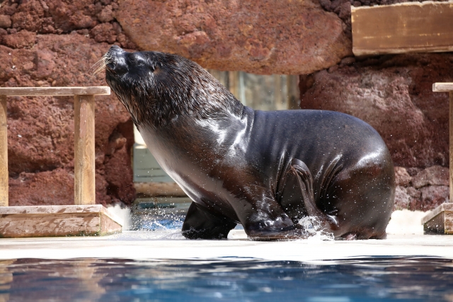  Experiência com o mar leões no Zoológico de Fuerteventura 