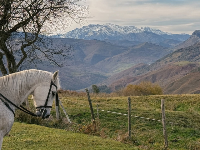 Caballos de Castilla - Ecuestur