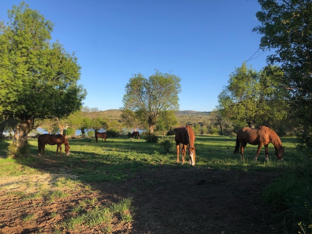 Actividades con caballos