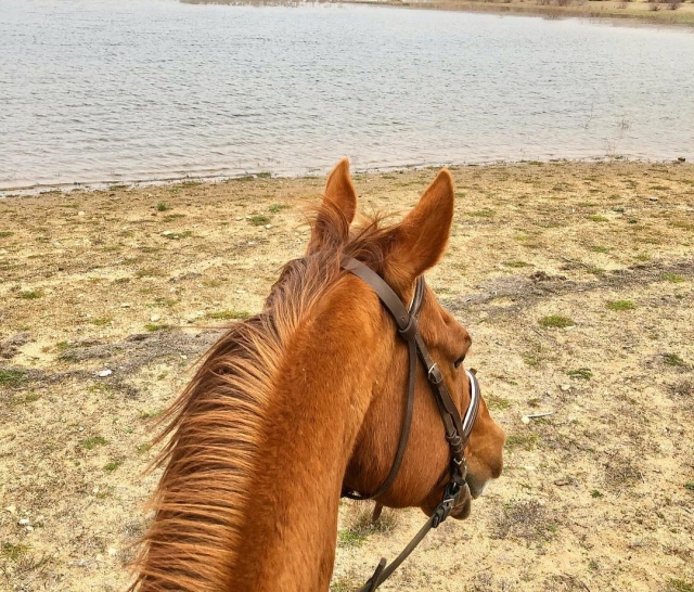 Paseos a caballo