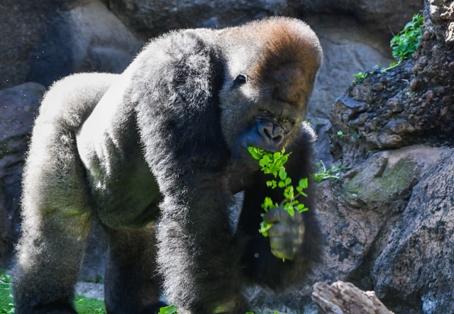  Gorilles au zoo de Tenerife 