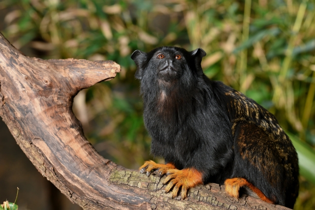  Espèces exotiques dans le parc 