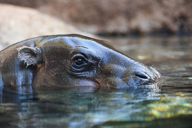  Hippopotame dans l'eau 