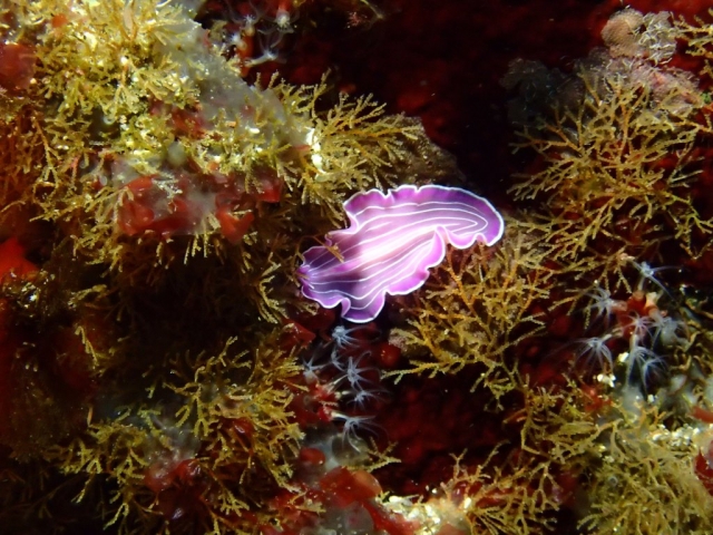  海底色彩缤纷 
