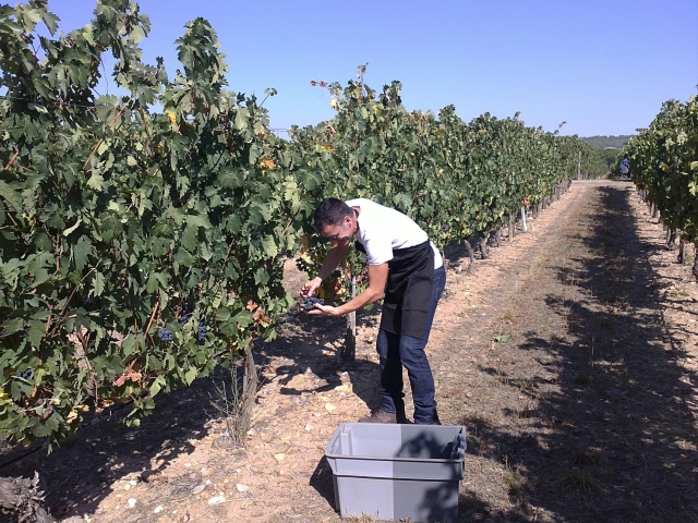  La sélection commence à la vigne... 