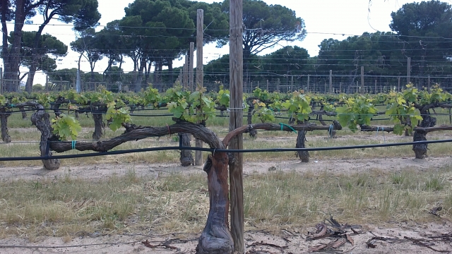  Le vignoble commence à se réveiller 