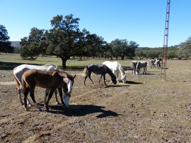 Caballos alimentandose