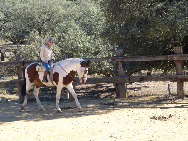 Ejemplar americano que recuerda mucho al caballo de los indios en las películas westerns