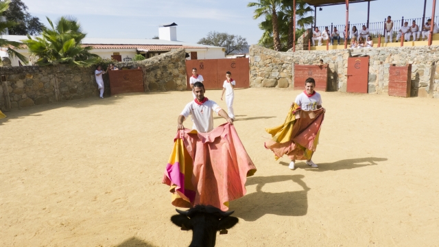 Auténticas capeas taurinas con vaquillas bravas, te atreves a saltar al ruedo?