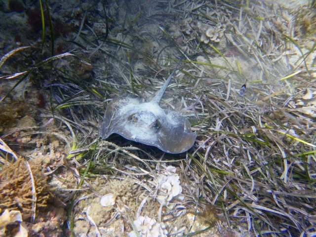 Manta raya en el Mediterraneo