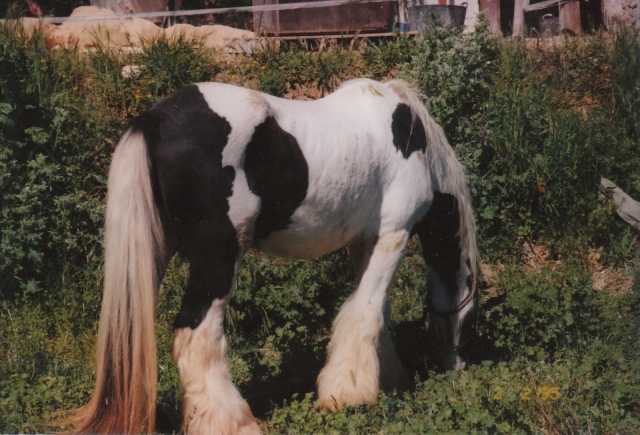  Our stallion 