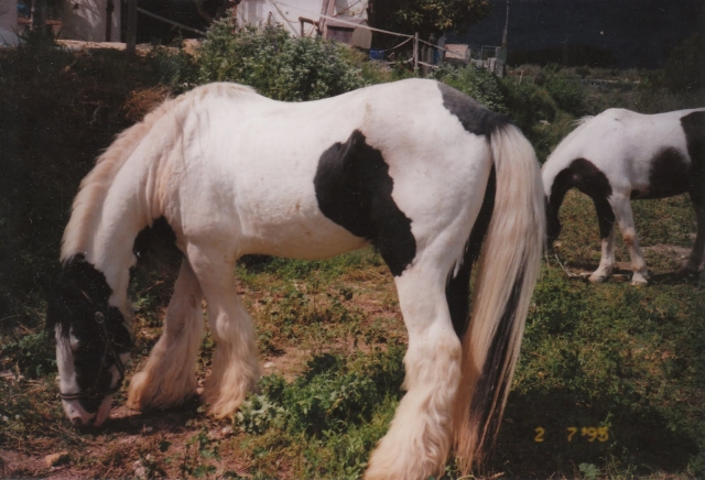  Max, our stallion 