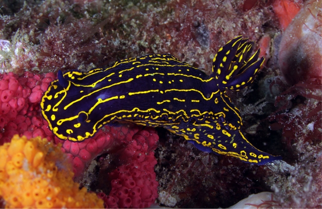 Descubriendo especies marinas