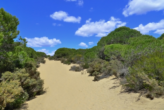  Dune area 