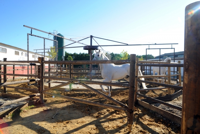 Caballo en la valla