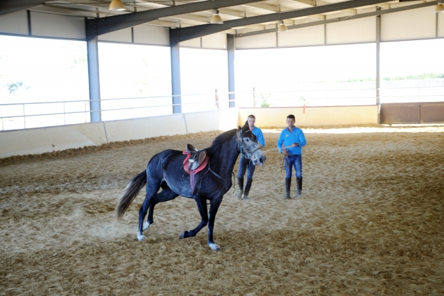 Dando rienda al caballo