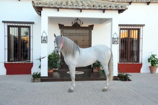 Caballo elegante