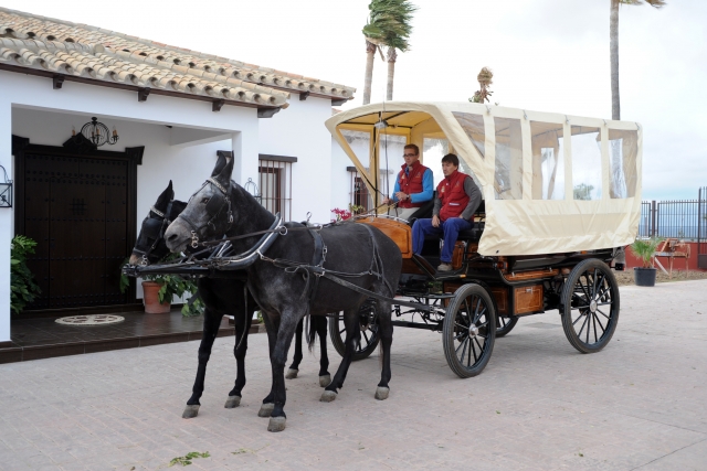 Disfrutando de los caballos