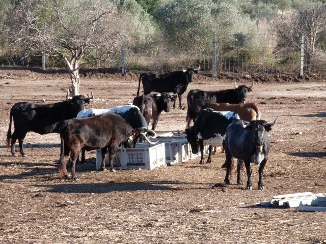  RERES BRAVAS livestock 