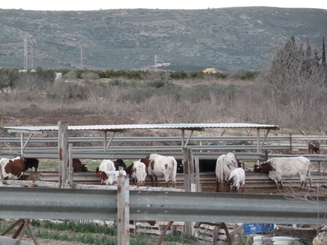  Mansa livestock 