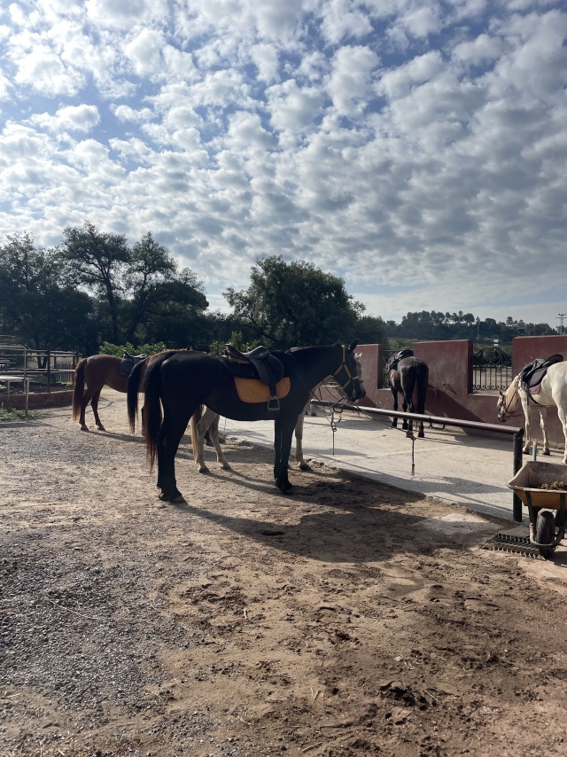 Opinión de Genesis sobre Ruta guiada a caballo por río Llobregat de 1 hora