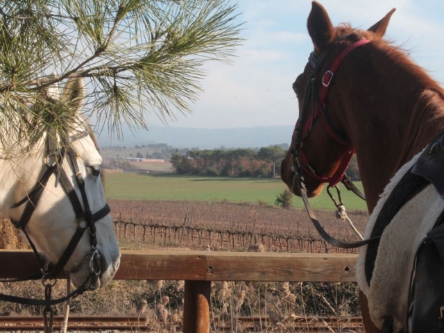Enoturismo a caballo