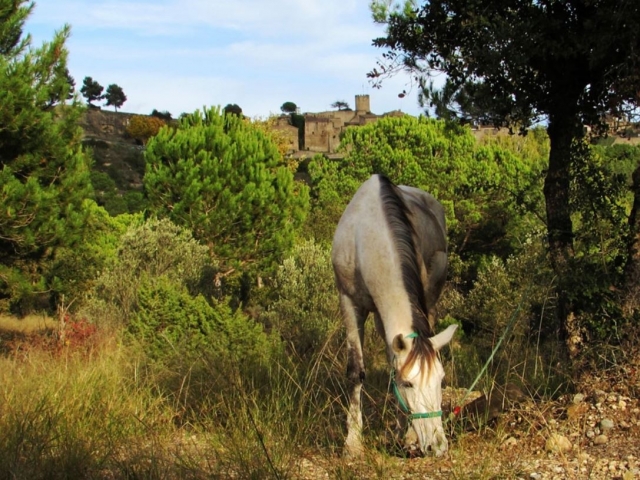 Excursion hipica a Talamanca