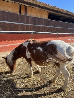 res_o-65624-rutas-a-caballo_de_abigail-maldonado-zamora_img-3263_17567244844719.jpeg