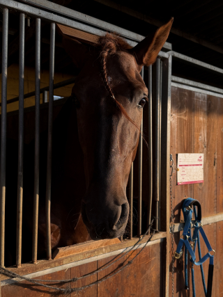 res_o-67988-rutas-a-caballo_de_laia-martinez-garcia_17925898589558.jpeg