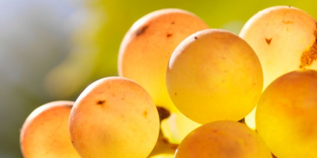 racimo de uvas