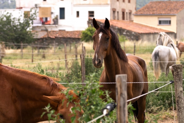 Caballos listos para una ruta a caballo por el Montseny