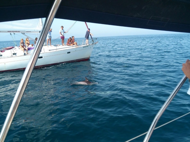 Nos encontramos con un delfin en el barco