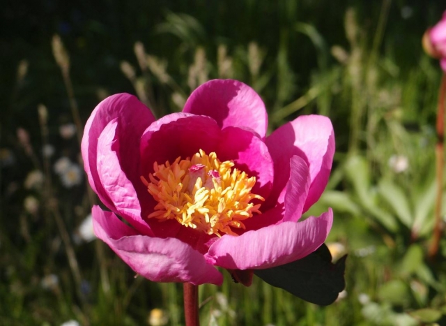 e-19635381-flor-de-primavera15058967234593.jpg