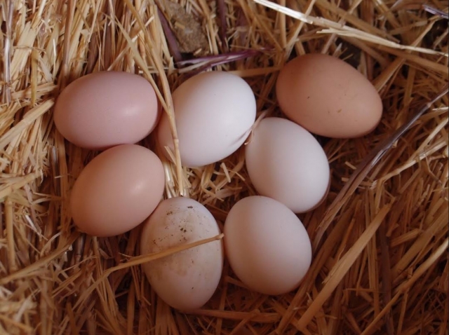 e-19635381-huevos-de-nuestras-gallinas15058967321635.jpg