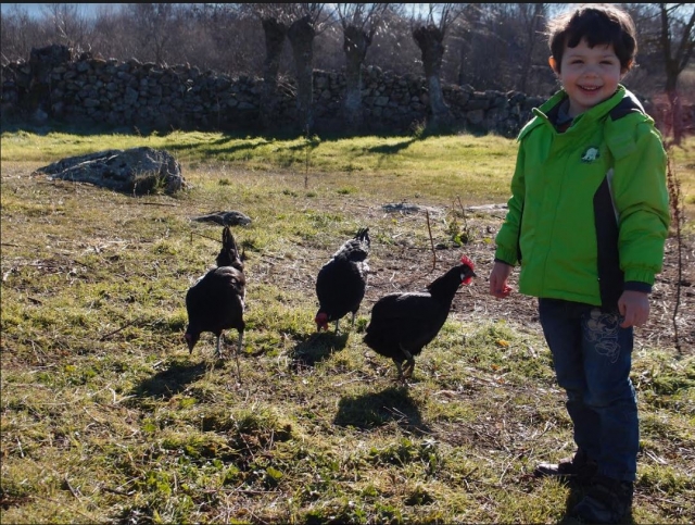 e-19635381-nuestras-gallinas15058967331362.jpg